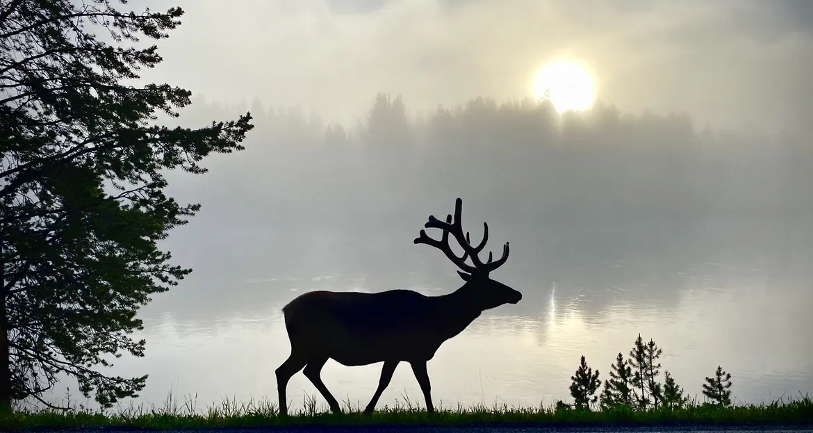 Elk in Yellowstone 