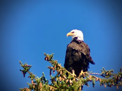 Bird Watching in Hayden Valley 