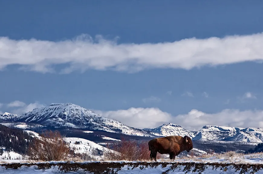 Winter Wildlife Watching in Yellowstone 
