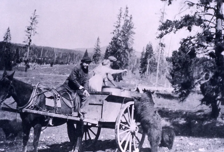 Feeding Bears in Yellowstone 