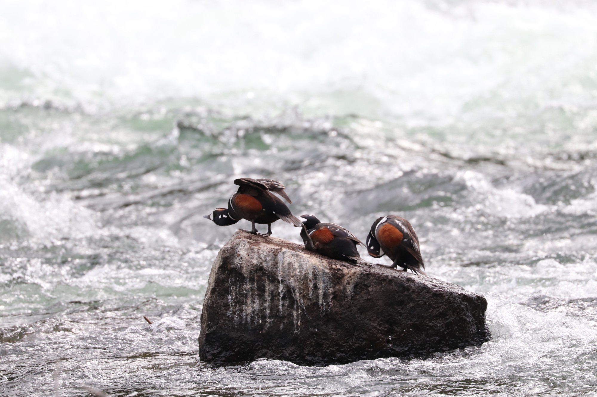 Bird Photography in Yellowstone 